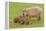 Capybara with Young-null-Framed Premier Image Canvas