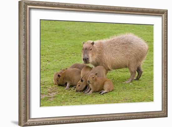 Capybara with Young-null-Framed Photographic Print