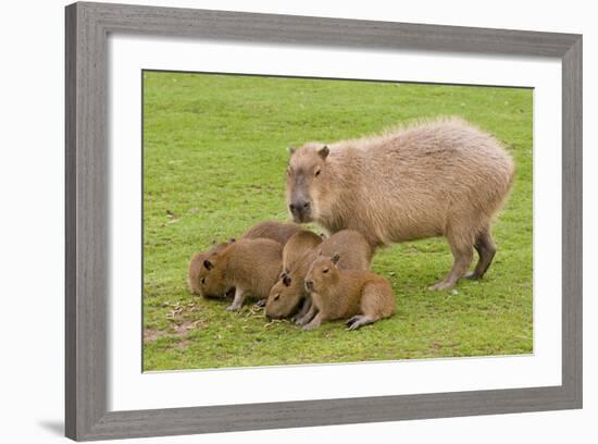 Capybara with Young-null-Framed Photographic Print