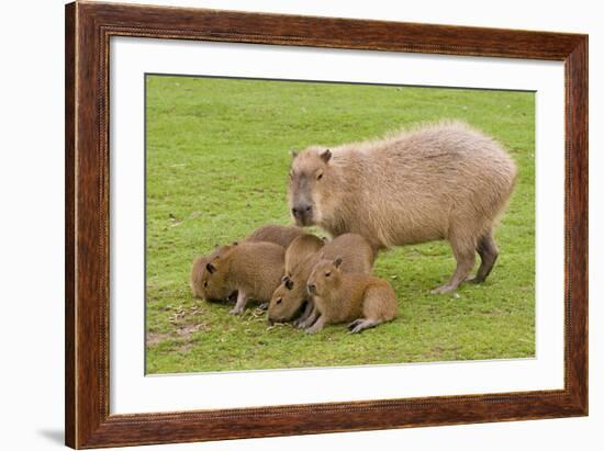 Capybara with Young-null-Framed Photographic Print