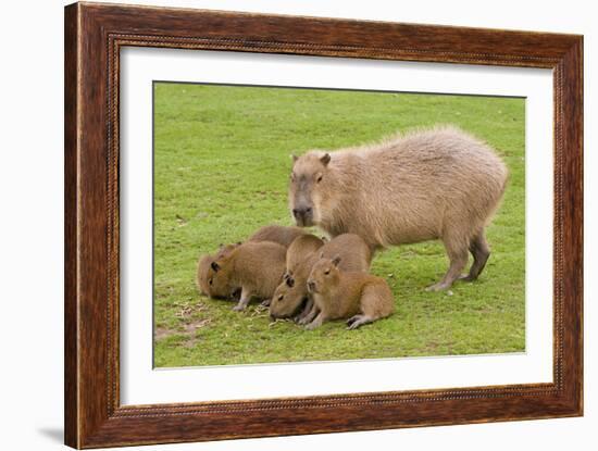 Capybara with Young-null-Framed Photographic Print