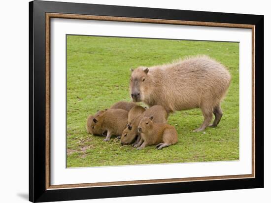 Capybara with Young-null-Framed Photographic Print