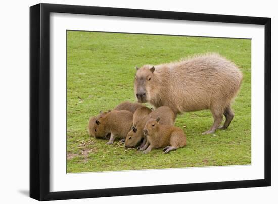 Capybara with Young-null-Framed Photographic Print