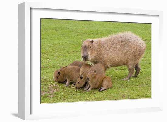 Capybara with Young-null-Framed Photographic Print