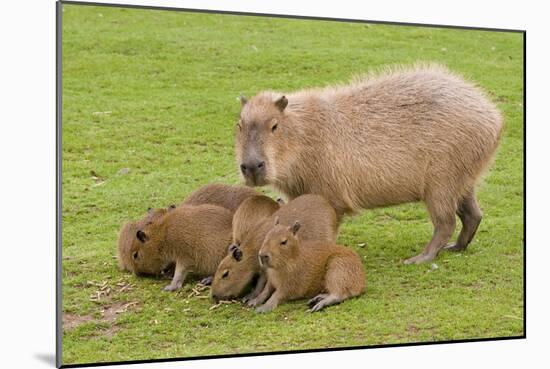 Capybara with Young-null-Mounted Photographic Print