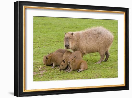 Capybara with Young-null-Framed Photographic Print