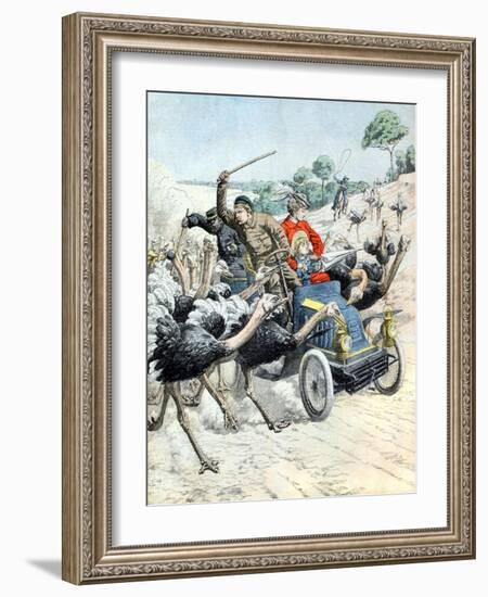 Car Attacked by Ostrichs (Jan 1904)-null-Framed Giclee Print