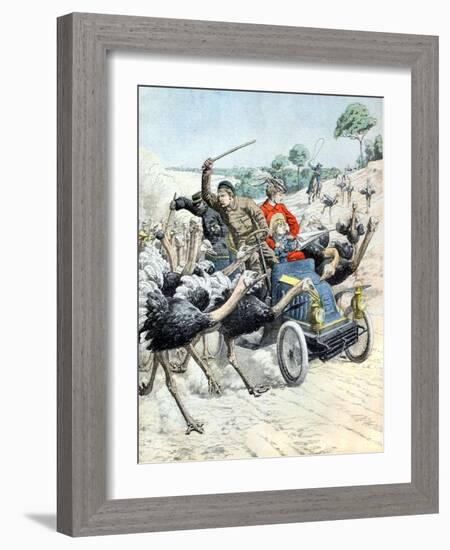 Car Attacked by Ostrichs (Jan 1904)-null-Framed Giclee Print