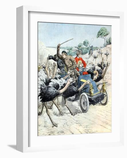 Car Attacked by Ostrichs (Jan 1904)-null-Framed Giclee Print