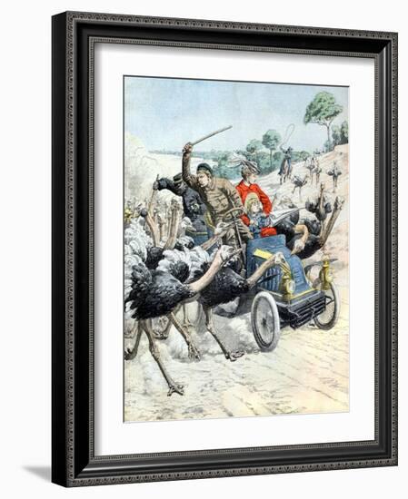 Car Attacked by Ostrichs (Jan 1904)-null-Framed Giclee Print