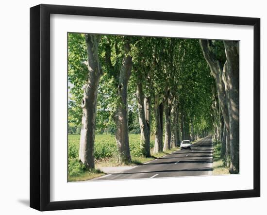 Car on Typical Tree Lined Country Road, Near Pezenas, Herault, Languedoc-Roussillon, France-Ruth Tomlinson-Framed Photographic Print