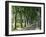 Car on Typical Tree Lined Country Road, Near Pezenas, Herault, Languedoc-Roussillon, France-Ruth Tomlinson-Framed Photographic Print