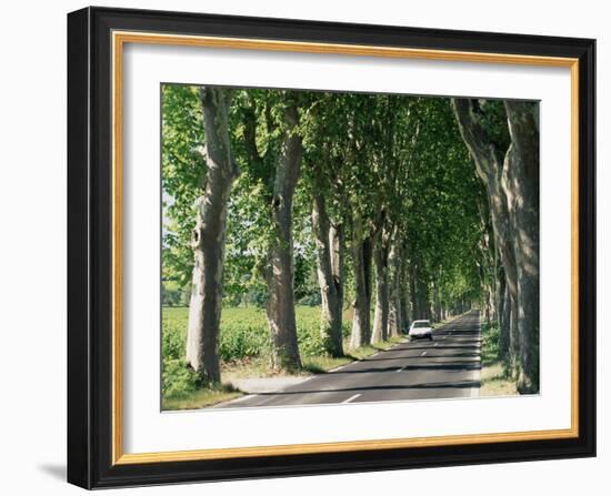 Car on Typical Tree Lined Country Road, Near Pezenas, Herault, Languedoc-Roussillon, France-Ruth Tomlinson-Framed Photographic Print