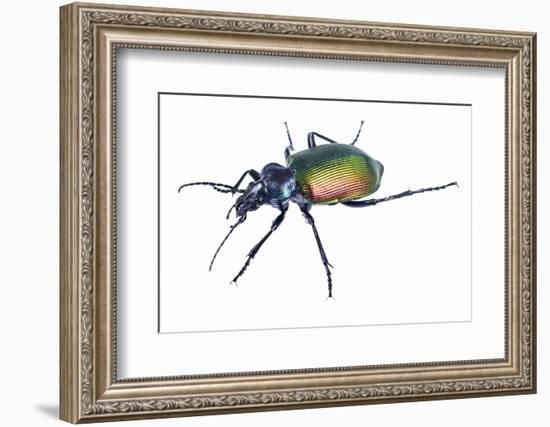 Carabid beetle (Calosoma sycophanta) on white backlit background, Antola Regional Park, Italy-Emanuele Biggi-Framed Photographic Print