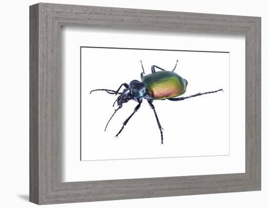 Carabid beetle (Calosoma sycophanta) on white backlit background, Antola Regional Park, Italy-Emanuele Biggi-Framed Photographic Print