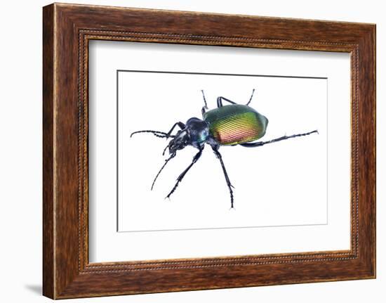 Carabid beetle (Calosoma sycophanta) on white backlit background, Antola Regional Park, Italy-Emanuele Biggi-Framed Photographic Print