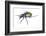 Carabid beetle (Calosoma sycophanta) on white backlit background, Antola Regional Park, Italy-Emanuele Biggi-Framed Photographic Print