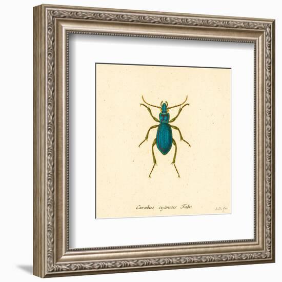 Carabus Cyaneus-A^ Poiteau-Framed Art Print