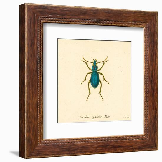 Carabus Cyaneus-A^ Poiteau-Framed Art Print