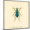 Carabus Cyaneus-A^ Poiteau-Mounted Art Print