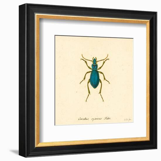 Carabus Cyaneus-A^ Poiteau-Framed Art Print