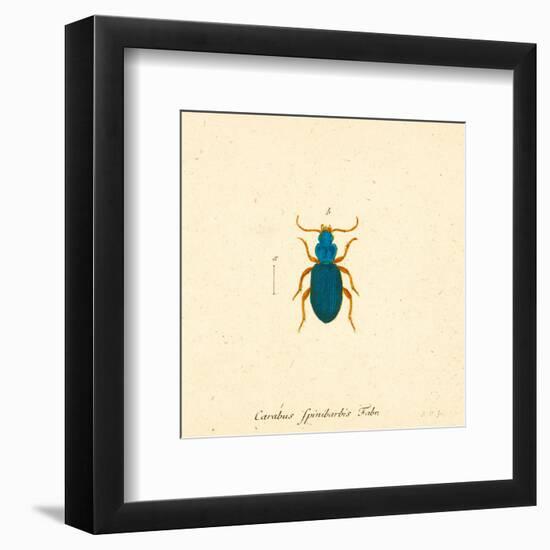 Carabus Fpinibarbis-A^ Poiteau-Framed Art Print