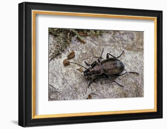 Carabus (Orinocarabus) Fairmairei (Ground Beetle)-Paul Starosta-Framed Photographic Print