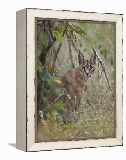 Caracal (Caracal Caracal), Kruger National Park, South Africa, Africa-James Hager-Framed Premier Image Canvas