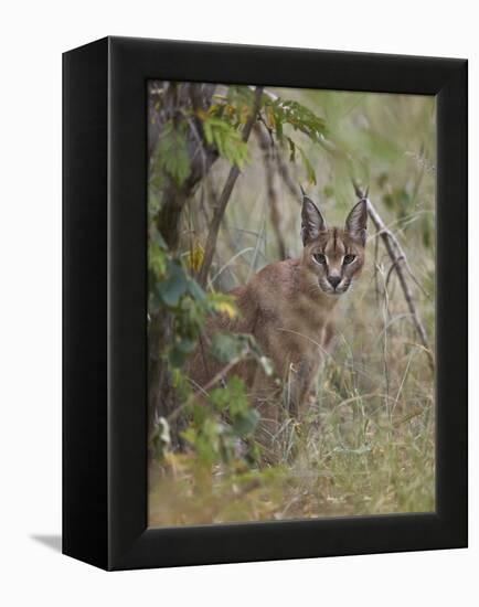 Caracal (Caracal Caracal), Kruger National Park, South Africa, Africa-James Hager-Framed Premier Image Canvas