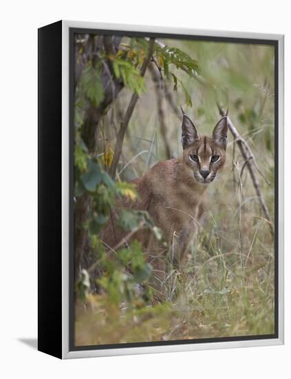 Caracal (Caracal Caracal), Kruger National Park, South Africa, Africa-James Hager-Framed Premier Image Canvas