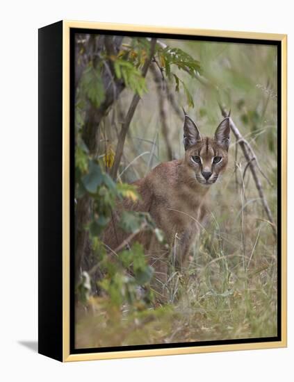 Caracal (Caracal Caracal), Kruger National Park, South Africa, Africa-James Hager-Framed Premier Image Canvas