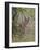 Caracal (Caracal Caracal), Kruger National Park, South Africa, Africa-James Hager-Framed Photographic Print