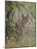Caracal (Caracal Caracal), Kruger National Park, South Africa, Africa-James Hager-Mounted Photographic Print