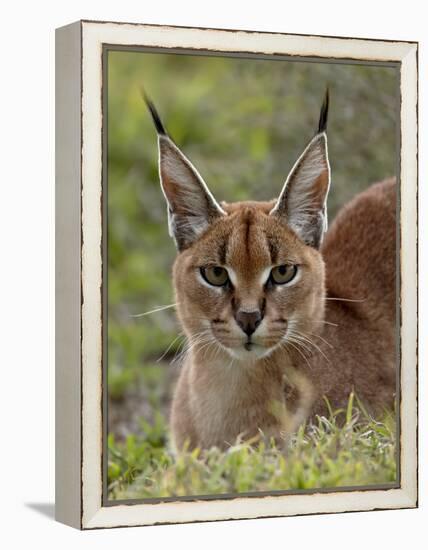 Caracal (Caracal Caracal), Serengeti National Park, Tanzania, East Africa, Africa-James Hager-Framed Premier Image Canvas