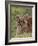 Caracal (Caracal Caracal), Serengeti National Park, Tanzania, East Africa, Africa-James Hager-Framed Photographic Print