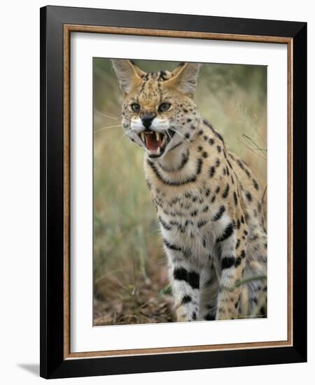 Caracal, South Africa, Africa-Jane Sweeney-Framed Photographic Print