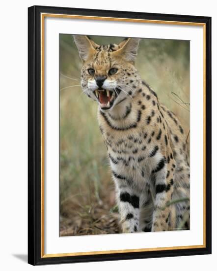 Caracal, South Africa, Africa-Jane Sweeney-Framed Photographic Print