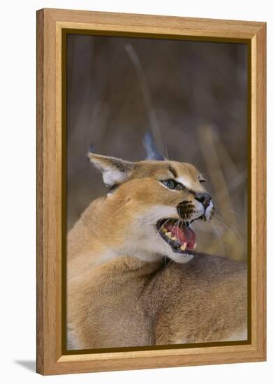 Caracal-DLILLC-Framed Premier Image Canvas