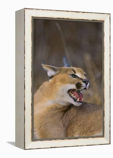 Caracal-DLILLC-Framed Premier Image Canvas