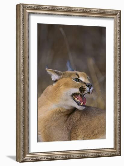 Caracal-DLILLC-Framed Photographic Print