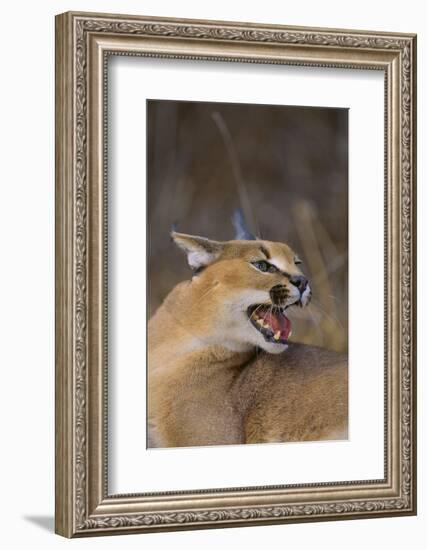 Caracal-DLILLC-Framed Photographic Print