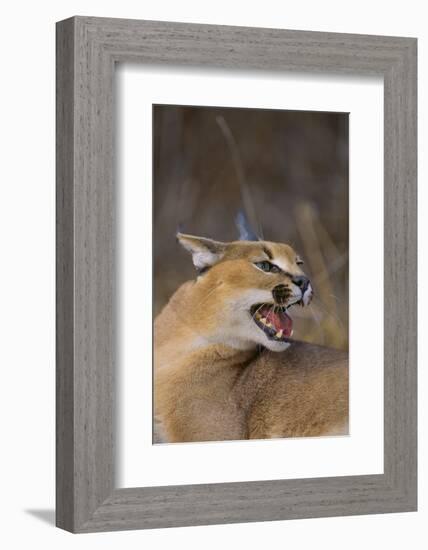 Caracal-DLILLC-Framed Photographic Print