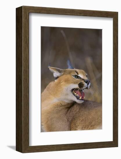 Caracal-DLILLC-Framed Photographic Print