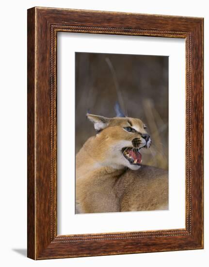 Caracal-DLILLC-Framed Photographic Print