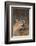 Caracal-DLILLC-Framed Photographic Print