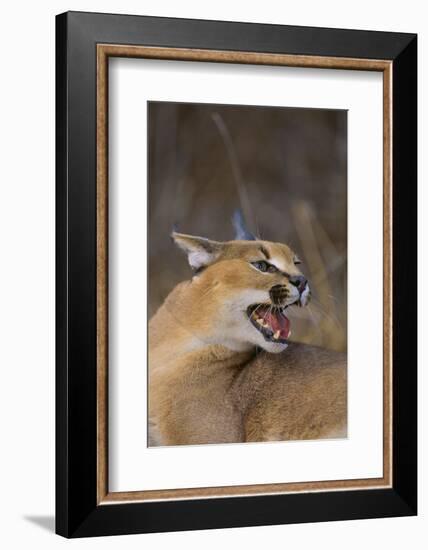 Caracal-DLILLC-Framed Photographic Print