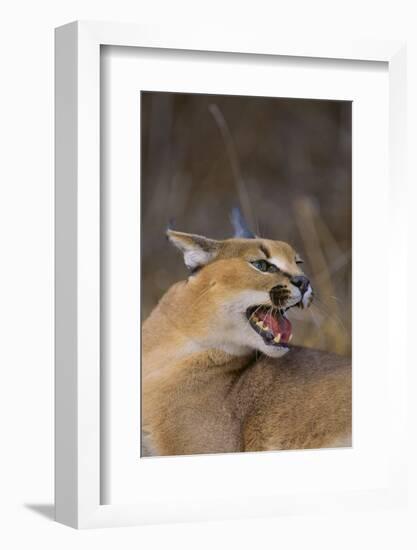 Caracal-DLILLC-Framed Photographic Print