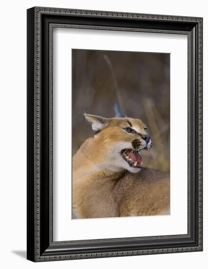 Caracal-DLILLC-Framed Photographic Print