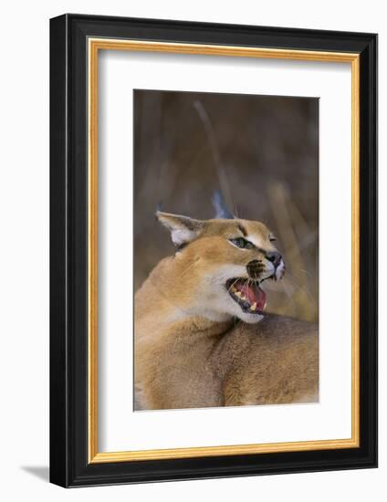 Caracal-DLILLC-Framed Photographic Print