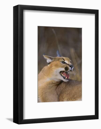 Caracal-DLILLC-Framed Photographic Print